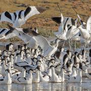 Avocets come to the Exe Estuary in the winter months. Photo: Steve Edwards