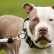 American XL Bully owners must either register their dogs for an exemption or have their dogs euthanised.