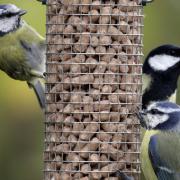 Birds feeders are vital birds over winter.