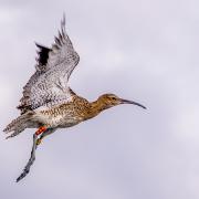 The competition calls for photographs of the curlew, an endangered bird often seen on the Exe Estuary