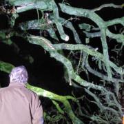 Damage to a 150-year-old oak tree in East Devon after a suspected tornado in January.