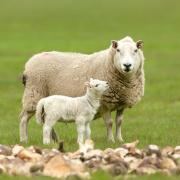 Close up of a young lamb looking up at her mother.