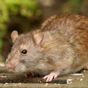 Rats will be attracted to bird food and any other food crumbs left around your house or garden so it's important to tidy up