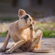 Dog owners are being advised to wash mud off their pets legs, tummy and paws as a precaution