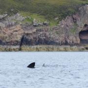 Basking Shark season tends to be May or October, and there are a few hotspots around the British Isles