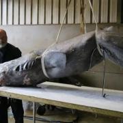 Greenland sharks are the second largest species of carnivorous shark after the great white.