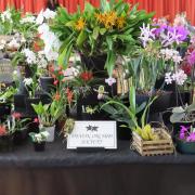 Devon Orchid Society show stand at last year's show