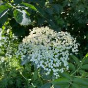 ‘Elderflower season is now in full swing.’