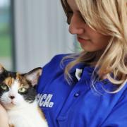 The RSPCA would like more people to consider adopting animals rather than buying them as its rehoming centres hit capacity