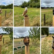 Six of the nine animal carvings that have been stolen from Darts Farm