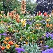 Flowers at Manor Gardens, Exmouth