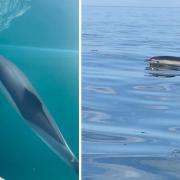 Dolphins in the sea off Exmouth