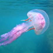 If you’re able to get help from a lifeguard or someone who knows first aid, this is what you’ll need to do after a jellyfish sting