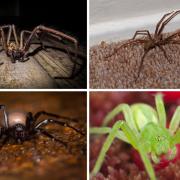 There are 22 spiders common to the UK and most of them are 