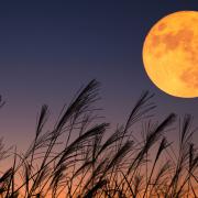 The Harvest Moon will be visible in the night sky this week, seeing the full moon seem bigger and brighter.