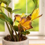 One of the most common mistakes that causes houseplants to die is placing them in the wrong levels of sunlight.