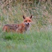 Each fox would greet the others with a brief nuzzle, says Anthony