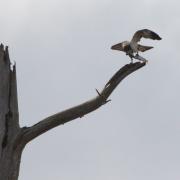 An osprey and its catch