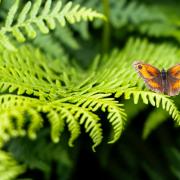 Butterfly on Woodbhury Common by Jon Challis