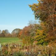 November is the time of autumn mists and mellow fruitfulness, says John Astley