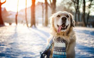 Is it too cold to walk my dog? Expert's top tips to pet owners