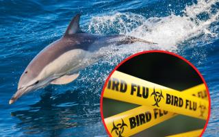 Dolphin in Devon found infected with bird flu