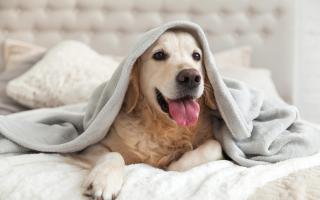 As dogs begin to shed their lighter coats in favour of winter coats, experts have warned people not to let their pets into bed with them