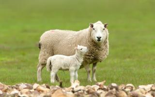 Close up of a young lamb looking up at her mother.