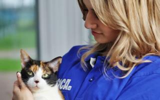 The RSPCA would like more people to consider adopting animals rather than buying them as its rehoming centres hit capacity