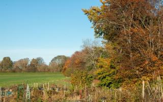 November is the time of autumn mists and mellow fruitfulness, says John Astley