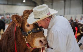 Young Bull of the Year Champion, Arradfoot Ultimate.